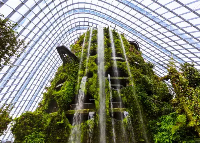 Cloud Forest