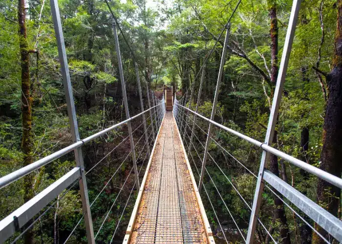 TreeTop Walk